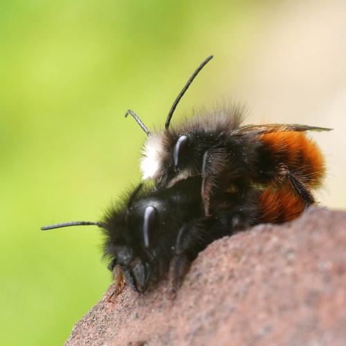 Osmia cornuta